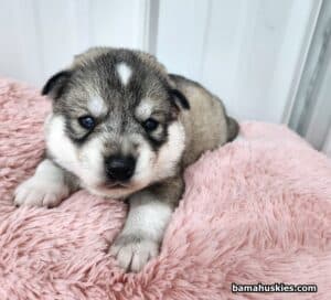 agouti husky puppy for sale