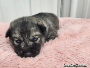 agouti husky puppy for sale