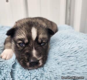 agouti husky puppy for sale