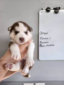 red and white husky puppy