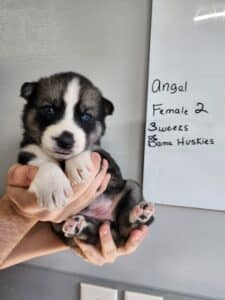 husky puppy for sale