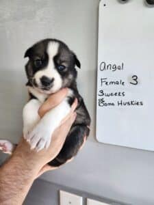 husky puppy for sale