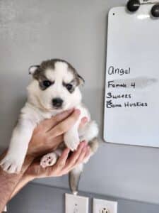 grey and white husky puppy