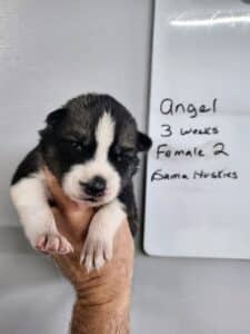 agouti husky puppy for sale