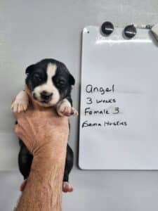 agouti husky puppy for sale