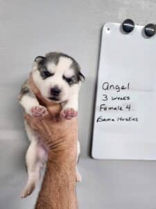 grey and white husky puppy for sale