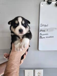 husky puppy for sale