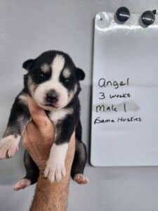 black and tan husky puppy for sale