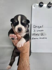 agouti husky puppy for sale