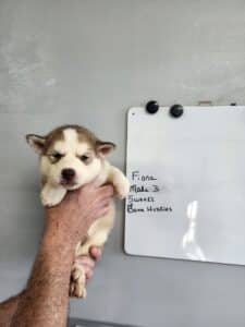 copper husky puppy for sale