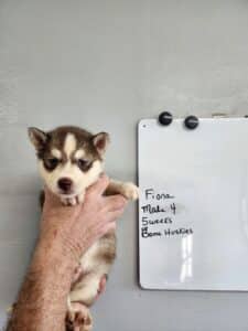 copper husky puppy for sale