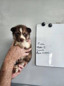 copper husky puppy for sale