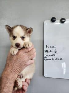 copper husky puppy for sale