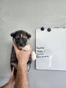 agouti husky puppy for sale