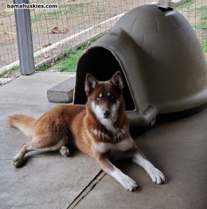 copper and white husky
