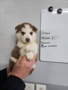 red and white husky puppy for sale