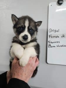 agouti husky puppy for sale