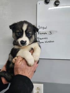 agouti husky puppy for sale