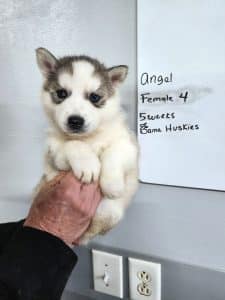grey and white husky puppy for sale