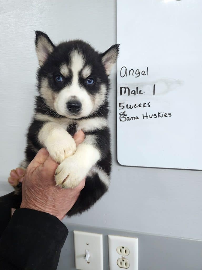 black and white husky puppy for sale
