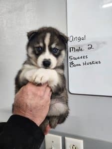 agouti husky puppy for sale