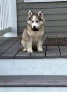 husky puppy