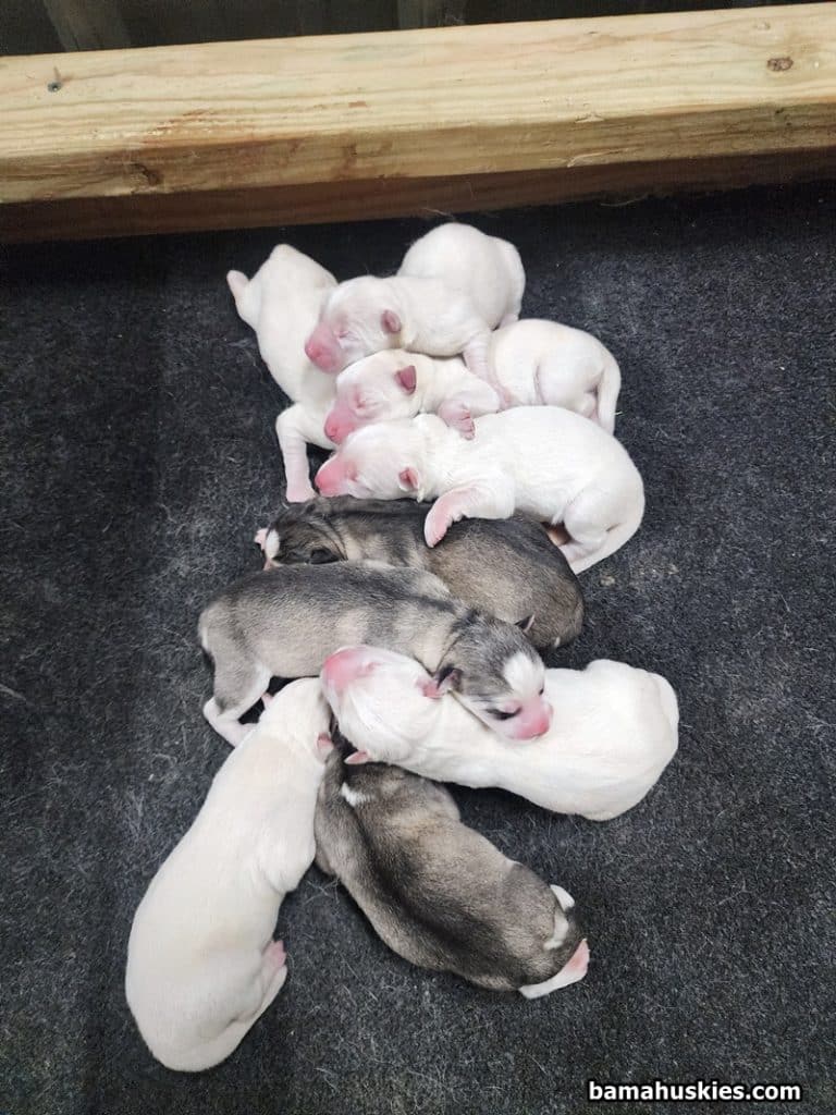 a litter of husky puppies