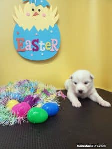 white husky puppy for sale