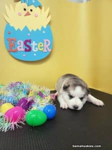 diluted black and white husky puppy for sale