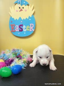 white husky puppy for sale