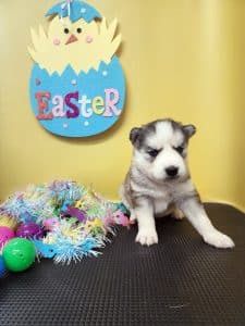 diluted black and white husky puppy for sale