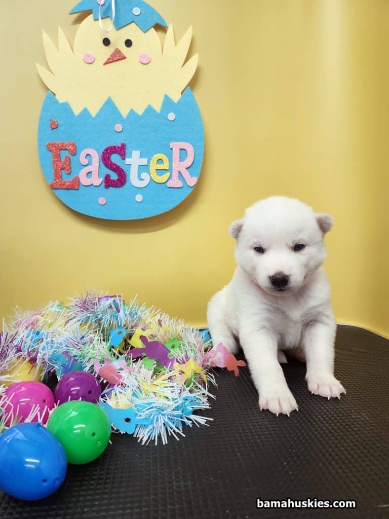 white husky puppy for sale