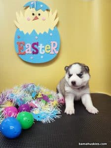 diluted black and white husky puppy for sale