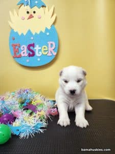 white husky puppy for sale