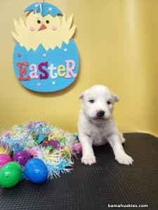white husky puppy for sale