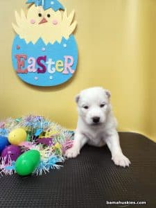 white husky puppy for sale