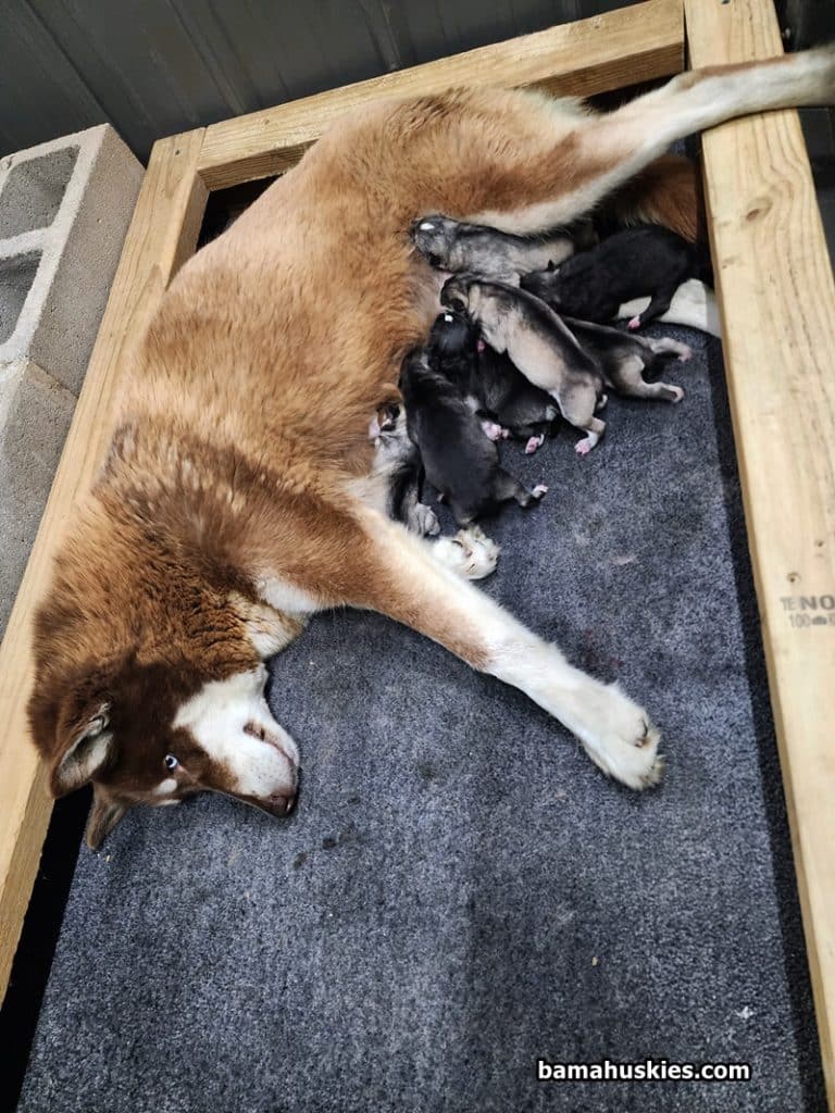 A copper colored husky momma with a litter of 10 husky puppies a few days old