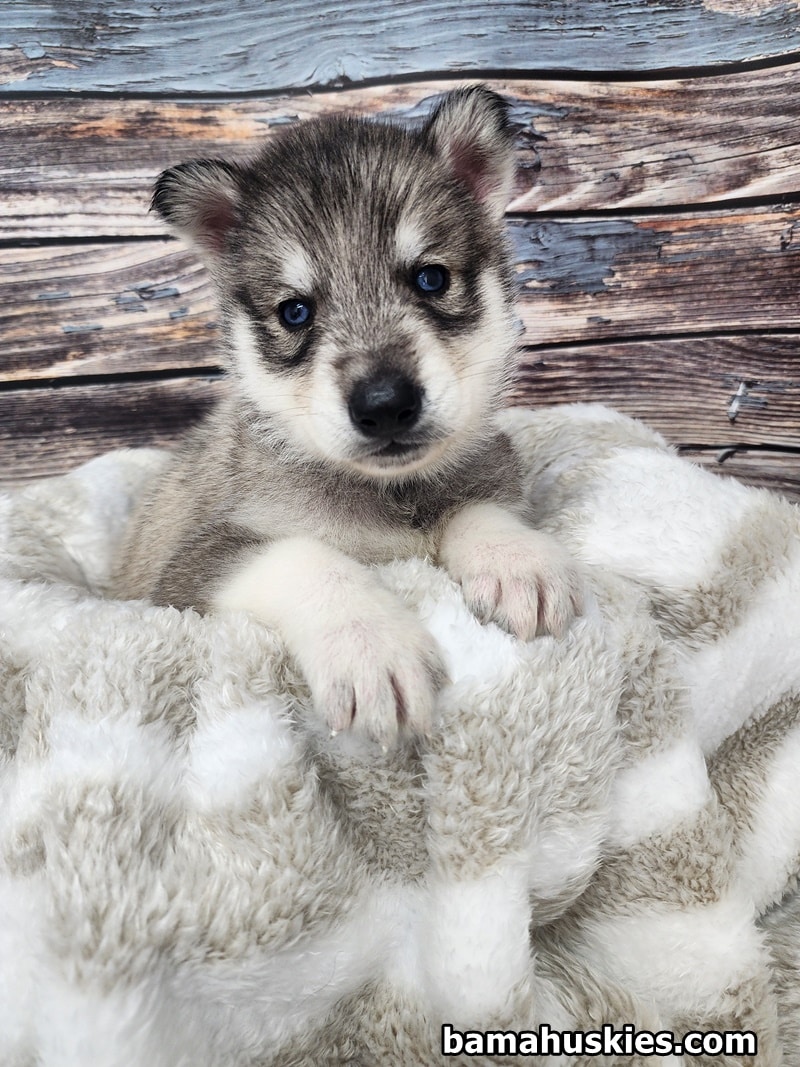 Sable husky puppy for sale