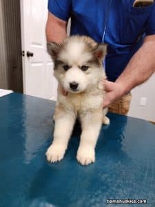 A grey and white husky puppy getting a health check at the vet