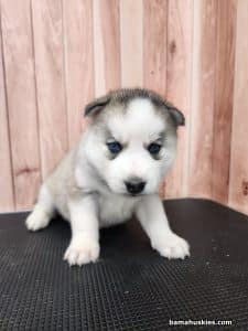 grey black and white husky puppy for sale