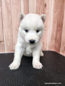 white husky puppy for sale