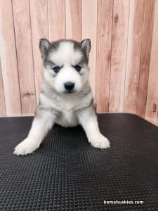 grey black and white husky puppy for sale