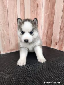 grey black and white husky puppy for sale