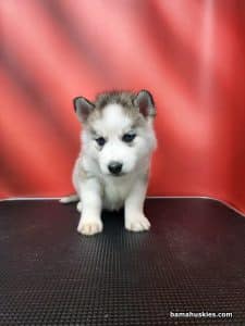 grey black and white female husky puppy for sale