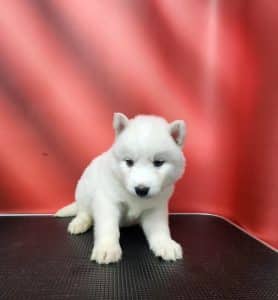 white female husky puppy for sale
