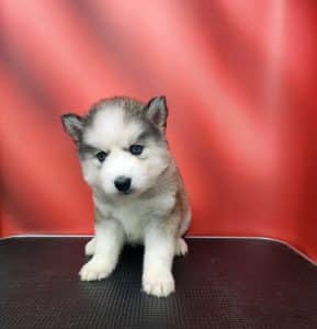 grey black and white female husky puppy for sale