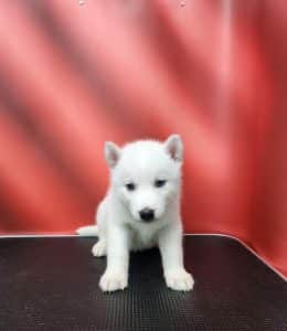 white female husky puppy for sale