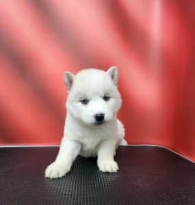 white female husky puppy for sale