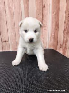 white husky puppy for sale