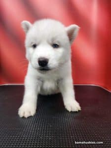 white male husky puppy for sale